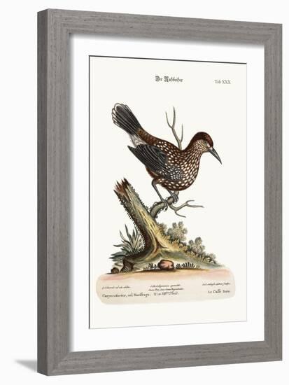 The Nut-Cracker, 1749-73-George Edwards-Framed Giclee Print