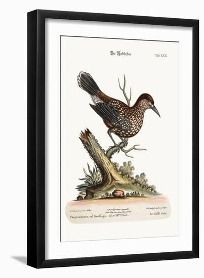 The Nut-Cracker, 1749-73-George Edwards-Framed Giclee Print