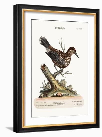 The Nut-Cracker, 1749-73-George Edwards-Framed Giclee Print