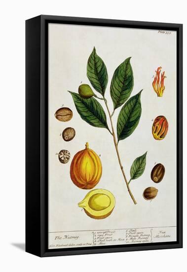 The Nutmeg, Plate 353 from "A Curious Herbal," Published 1782-Elizabeth Blackwell-Framed Premier Image Canvas