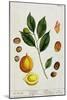 The Nutmeg, Plate 353 from "A Curious Herbal," Published 1782-Elizabeth Blackwell-Mounted Giclee Print