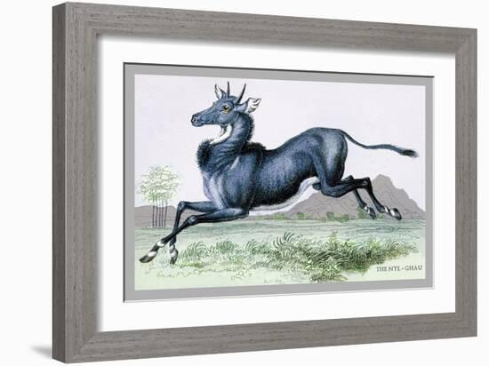 The Nyl-Ghau-John Stewart-Framed Art Print