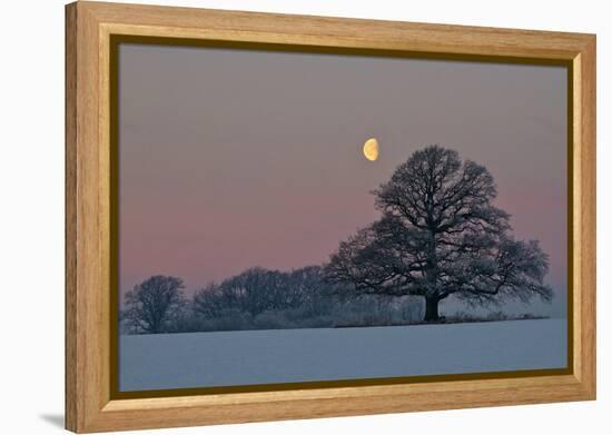 The Oak and the Moon-Hans Jørgen Lindeløff-Framed Premier Image Canvas