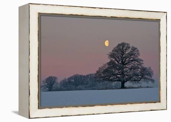 The Oak and the Moon-Hans Jørgen Lindeløff-Framed Premier Image Canvas