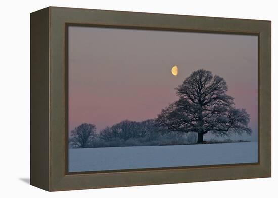 The Oak and the Moon-Hans Jørgen Lindeløff-Framed Premier Image Canvas