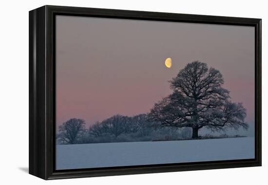 The Oak and the Moon-Hans Jørgen Lindeløff-Framed Premier Image Canvas