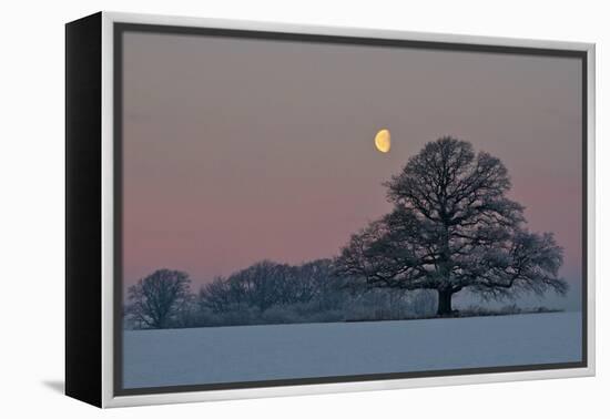 The Oak and the Moon-Hans Jørgen Lindeløff-Framed Premier Image Canvas