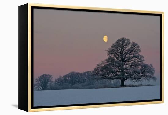 The Oak and the Moon-Hans Jørgen Lindeløff-Framed Premier Image Canvas