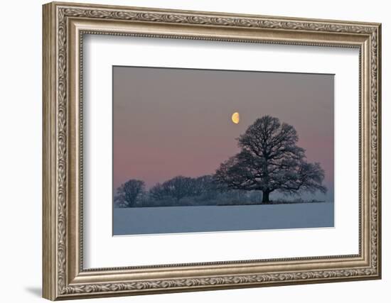 The Oak and the Moon-Hans Jørgen Lindeløff-Framed Photographic Print