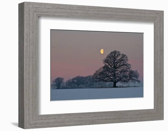 The Oak and the Moon-Hans Jørgen Lindeløff-Framed Photographic Print