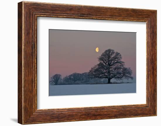 The Oak and the Moon-Hans Jørgen Lindeløff-Framed Photographic Print