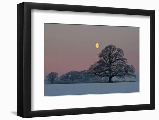 The Oak and the Moon-Hans Jørgen Lindeløff-Framed Photographic Print