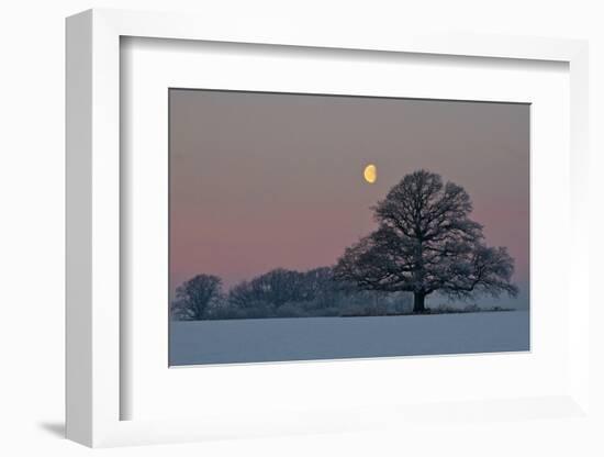 The Oak and the Moon-Hans Jørgen Lindeløff-Framed Photographic Print