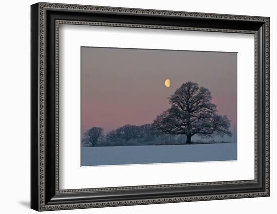 The Oak and the Moon-Hans Jørgen Lindeløff-Framed Photographic Print