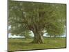 The Oak of Flagey, Called Vercingetorix-Gustave Courbet-Mounted Premium Giclee Print