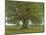 The Oak of Flagey, Called Vercingetorix-Gustave Courbet-Mounted Premium Giclee Print