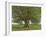 The Oak of Flagey, Called Vercingetorix-Gustave Courbet-Framed Giclee Print