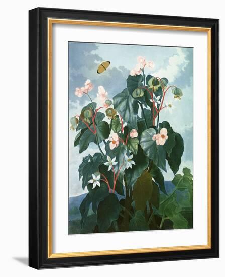 The Oblique-Leaved Begonia, Engraved by Caldwell, from 'The Temple of Flora' by Robert Thornton,…-Philip Reinagle-Framed Giclee Print