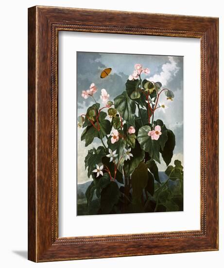 The Oblique-Leaved Begonia-null-Framed Art Print