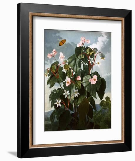 The Oblique-Leaved Begonia-null-Framed Art Print