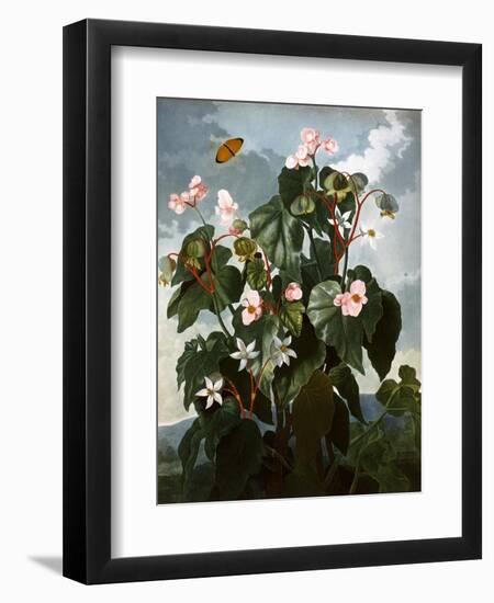 The Oblique-Leaved Begonia-null-Framed Art Print