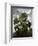 The Oblique-Leaved Begonia-null-Framed Art Print