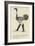 The Obsequious Ornamental Ostrich-Edward Lear-Framed Giclee Print