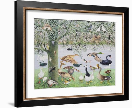 The Odd Duck-Pat Scott-Framed Giclee Print