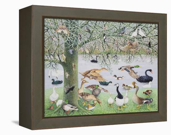 The Odd Duck-Pat Scott-Framed Premier Image Canvas