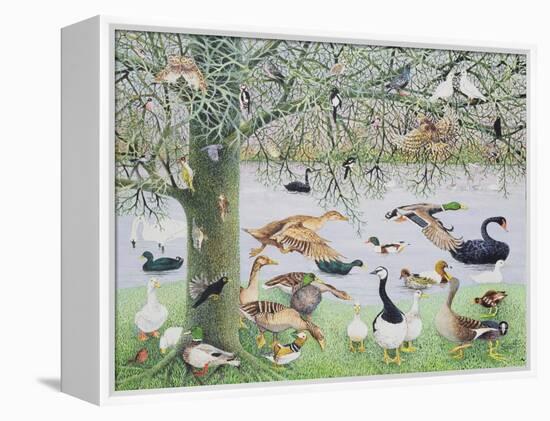 The Odd Duck-Pat Scott-Framed Premier Image Canvas