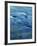 The Ohanapecosh River, Mt. Rainier National Park, Washington, USA-Charles Gurche-Framed Photographic Print