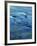 The Ohanapecosh River, Mt. Rainier National Park, Washington, USA-Charles Gurche-Framed Photographic Print