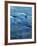 The Ohanapecosh River, Mt. Rainier National Park, Washington, USA-Charles Gurche-Framed Photographic Print