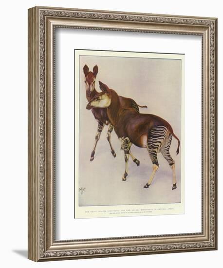 The Okapi (Ocapia Johnstoni), the New Animal Discovered in Central Africa-Harry Hamilton Johnston-Framed Giclee Print