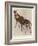 The Okapi (Ocapia Johnstoni), the New Animal Discovered in Central Africa-Harry Hamilton Johnston-Framed Giclee Print