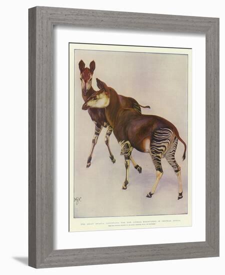 The Okapi (Ocapia Johnstoni), the New Animal Discovered in Central Africa-Harry Hamilton Johnston-Framed Giclee Print