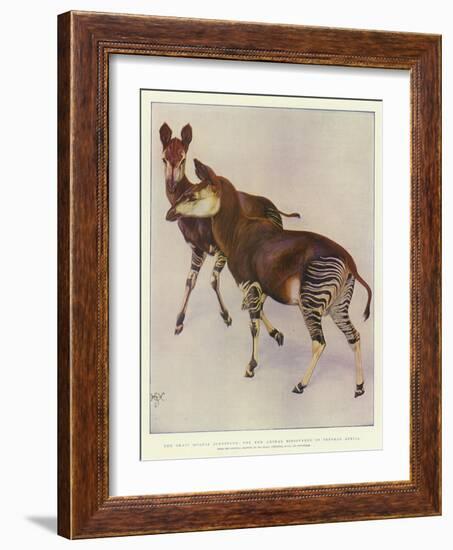 The Okapi (Ocapia Johnstoni), the New Animal Discovered in Central Africa-Harry Hamilton Johnston-Framed Giclee Print