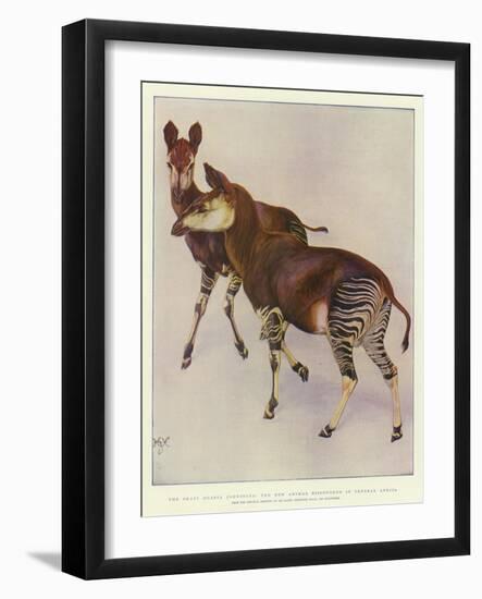 The Okapi (Ocapia Johnstoni), the New Animal Discovered in Central Africa-Harry Hamilton Johnston-Framed Giclee Print