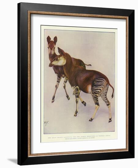 The Okapi (Ocapia Johnstoni), the New Animal Discovered in Central Africa-Harry Hamilton Johnston-Framed Giclee Print