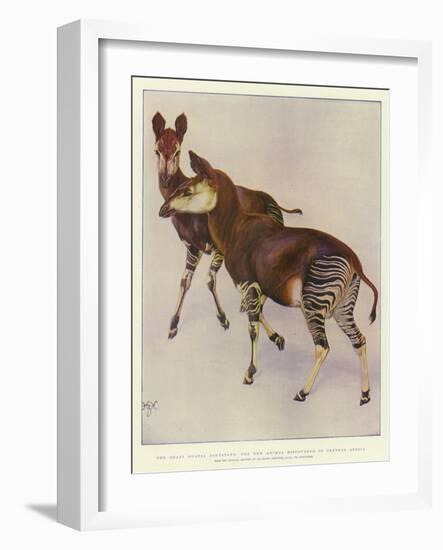 The Okapi (Ocapia Johnstoni), the New Animal Discovered in Central Africa-Harry Hamilton Johnston-Framed Giclee Print