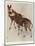 The Okapi (Ocapia Johnstoni), the New Animal Discovered in Central Africa-Harry Hamilton Johnston-Mounted Giclee Print