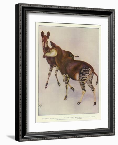 The Okapi (Ocapia Johnstoni), the New Animal Discovered in Central Africa-Harry Hamilton Johnston-Framed Giclee Print