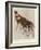 The Okapi (Ocapia Johnstoni), the New Animal Discovered in Central Africa-Harry Hamilton Johnston-Framed Giclee Print