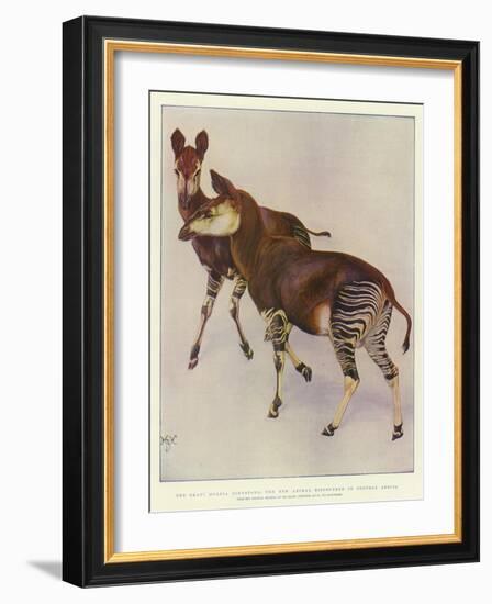 The Okapi (Ocapia Johnstoni), the New Animal Discovered in Central Africa-Harry Hamilton Johnston-Framed Giclee Print