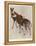 The Okapi (Ocapia Johnstoni), the New Animal Discovered in Central Africa-Harry Hamilton Johnston-Framed Premier Image Canvas