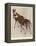 The Okapi (Ocapia Johnstoni), the New Animal Discovered in Central Africa-Harry Hamilton Johnston-Framed Premier Image Canvas