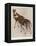 The Okapi (Ocapia Johnstoni), the New Animal Discovered in Central Africa-Harry Hamilton Johnston-Framed Premier Image Canvas