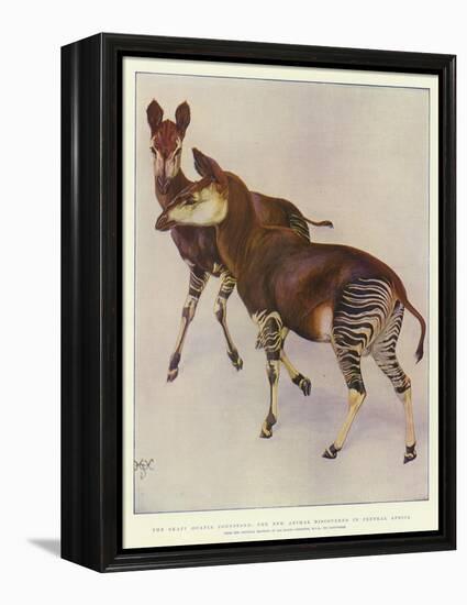 The Okapi (Ocapia Johnstoni), the New Animal Discovered in Central Africa-Harry Hamilton Johnston-Framed Premier Image Canvas