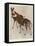 The Okapi (Ocapia Johnstoni), the New Animal Discovered in Central Africa-Harry Hamilton Johnston-Framed Premier Image Canvas