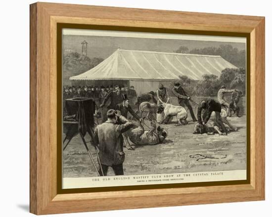 The Old English Mastiff Club Show at the Crystal Palace-null-Framed Premier Image Canvas